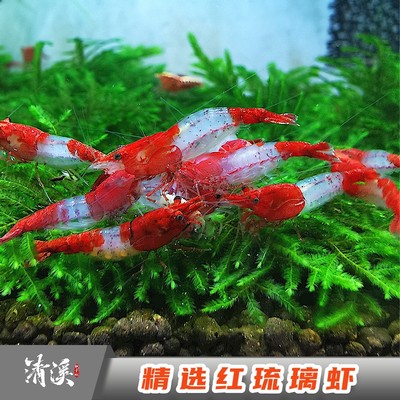 精选红琉璃米虾观赏冷热带淡水虾子大小成年繁殖鱼缸虾鲜活宠物邮