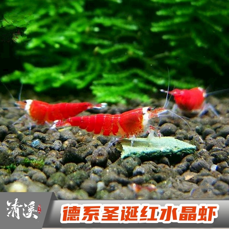 圣诞红水晶虾淡水养鱼缸除藻冷水观赏蝦鲜活大小型好繁殖宠物包邮