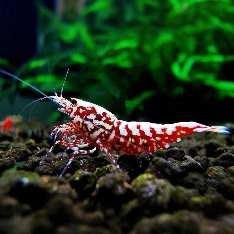 高端红银河星钻雪花水晶虾精品观赏冷热带淡水鲜活虾子成年可繁殖