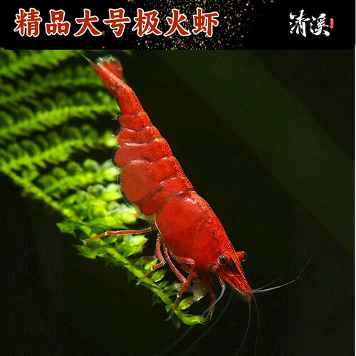 精选大号极火虾运输包损