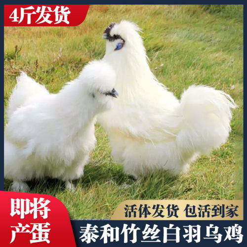 4斤发货白乌鸡即将产蛋包活到家