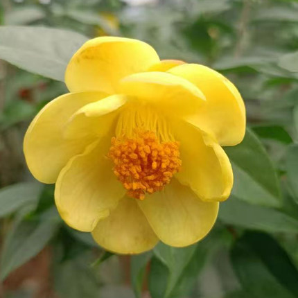 四季金华茶崇左稀有名贵茶花四季开花黄色室内好养绿植花卉苗