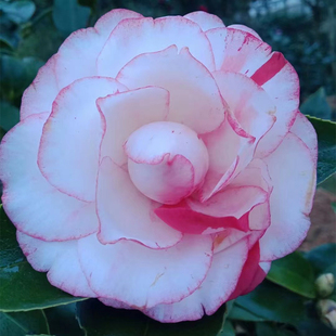 山茶花白锦上添花盆栽变异五色赤丹茶花稀有名贵耐寒耐热庭院绿植