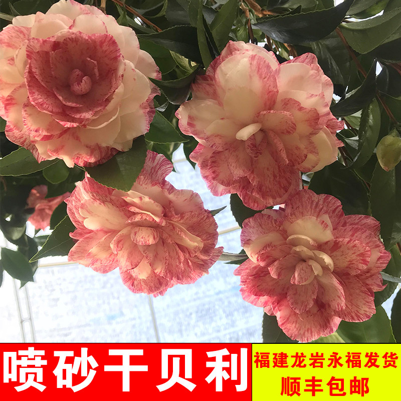 干贝利喷砂白底茶花盆栽一树多色桌面绿植