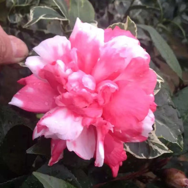 山茶花弁天神乐稀有名贵斑叶子四季常青耐寒耐热阳台盆栽叶艺型花