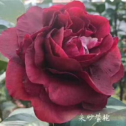 云南茶花朱砂紫袍稀有品种原生扦插耐寒耐热好养室内外阳台盆栽苗