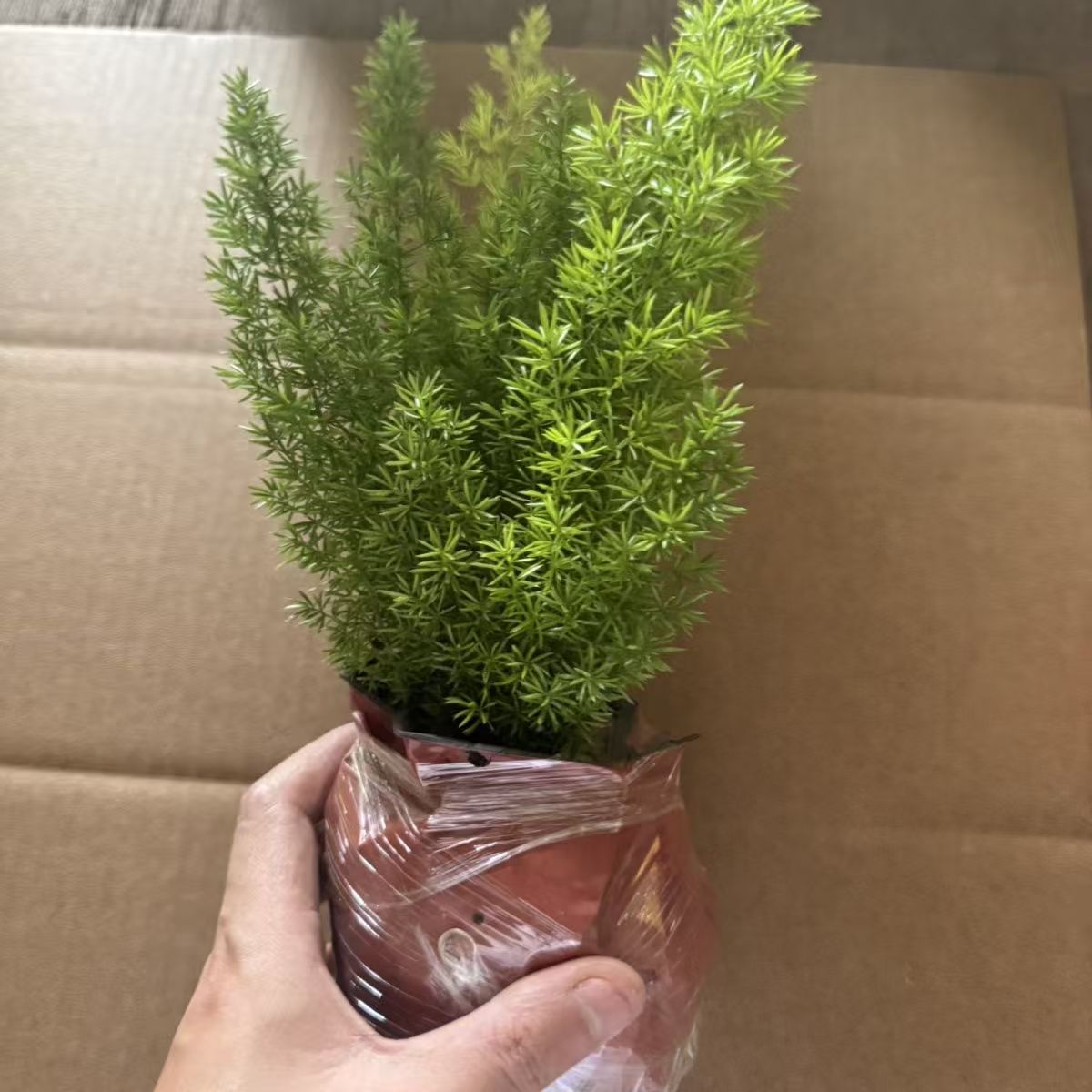 高颜值狐尾天门冬盆栽|四季常青、耐热好养护的室外绿植室内外皆