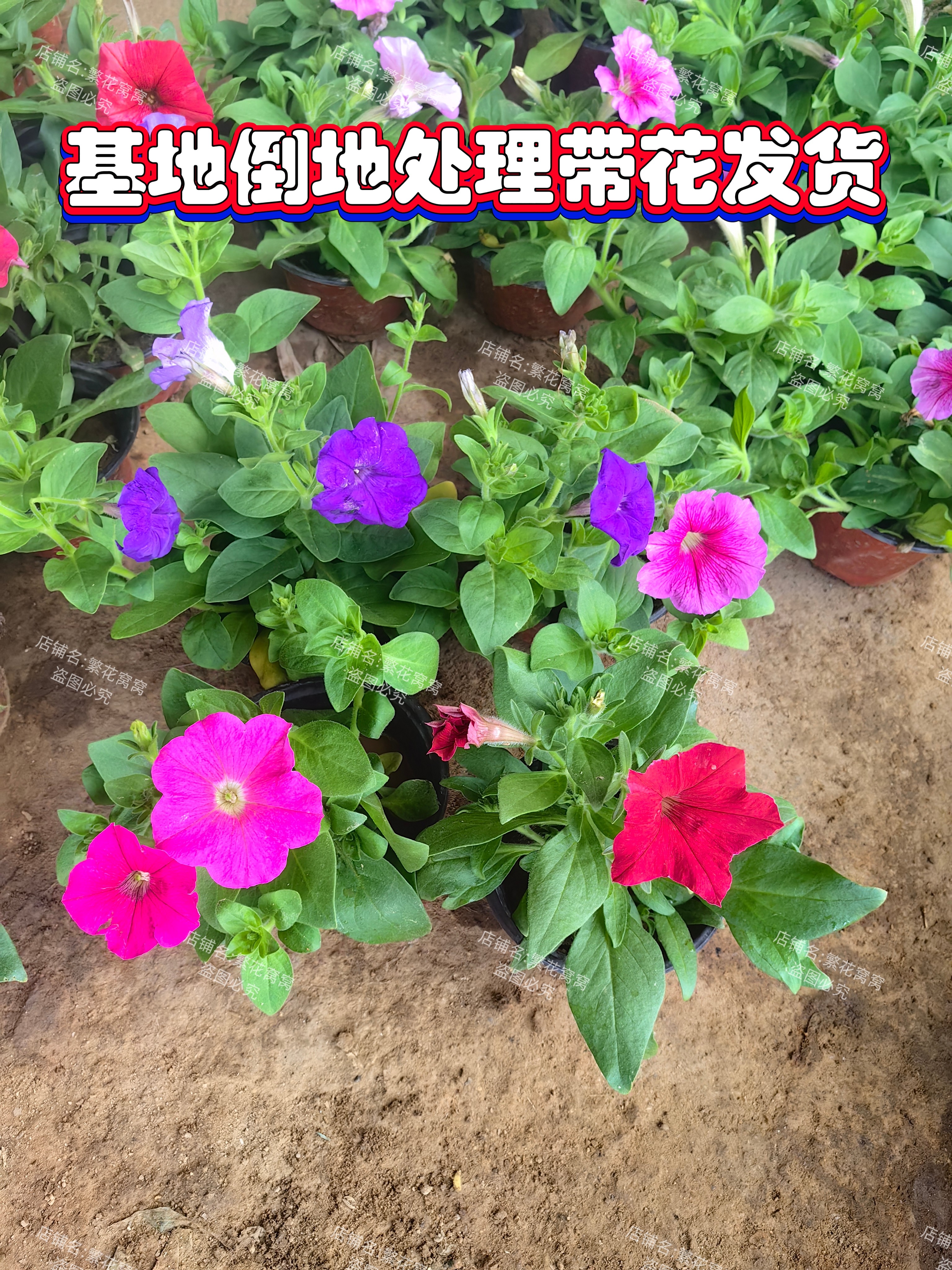 进口矮牵牛大苗繁花基地批发易爆花皮实养护简单庭院阳台带花发货