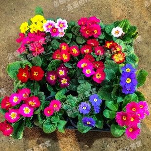 报春花直播间一物一拍盆栽耐寒阳台庭院花卉四季 开花好养易活