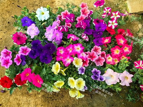 营养土进口直立矮牵牛盆栽花苗带苞发货花期长易养庭院阳台易爆花