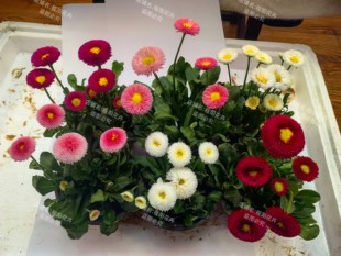 绒球雏菊花苗塔苏系列耐寒桌面花礼品花多年生室内室外年宵花植物