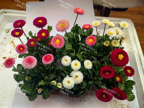 绒球雏菊花苗塔苏系列耐寒桌面花礼品花多年生室内室外年宵花植物