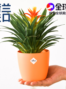 荷兰进口elho塑料室内小花盆多肉仙人花盆套掌办公桌绿植花盆简约