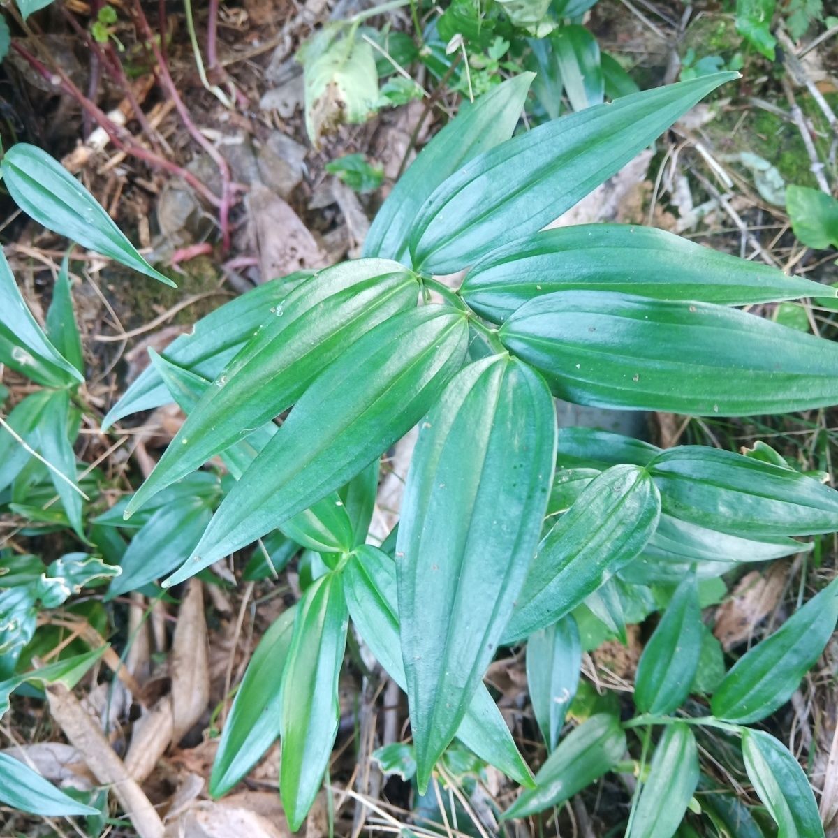 玉竹种植苗新鲜玉竹生玉竹根须中药材正品大别山根茎盆栽