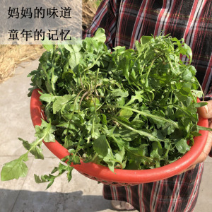 苏北农家新鲜现挖野生荠菜野菜饺子馄饨春卷包子馅料原料