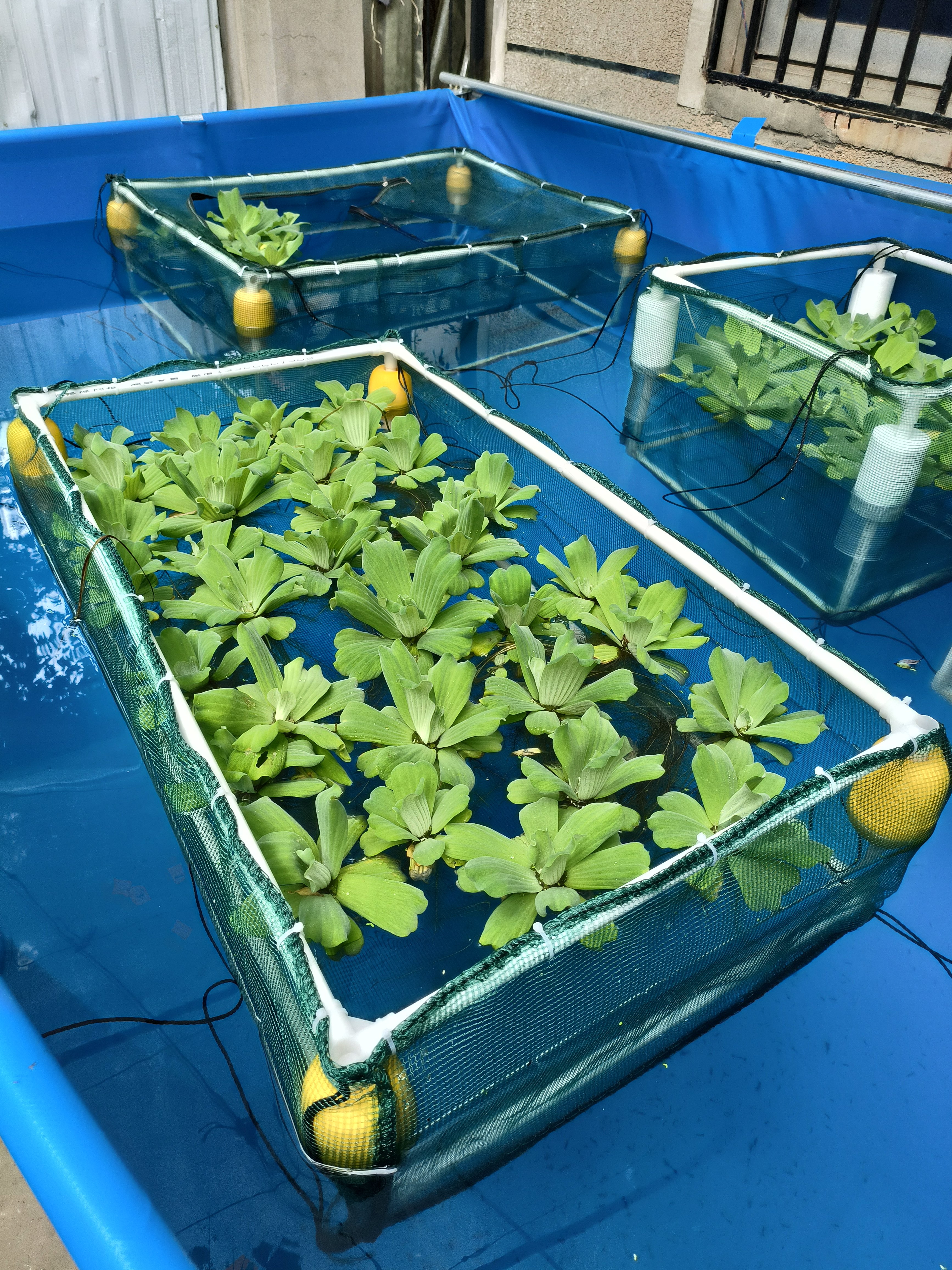 净化水质水草水葫芦水芙蓉防鱼吃悬浮漂浮隔离网箱水草围栏浮床