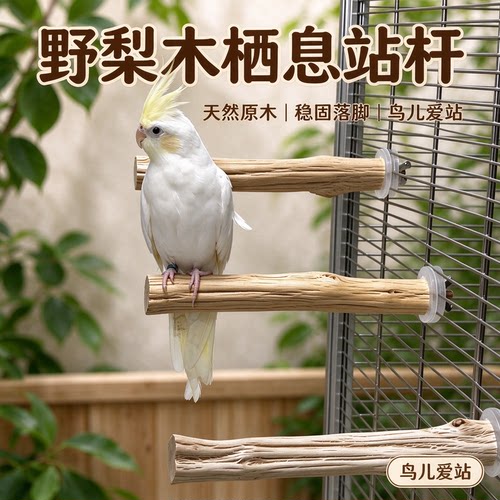 天然野梨木鹦鹉磨爪栖息站杆