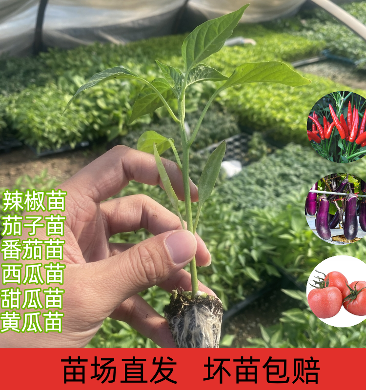 蔬菜苗辣椒苗朝天椒苗番茄西红柿苗圣女果苗线椒苗黄瓜西瓜茄子苗