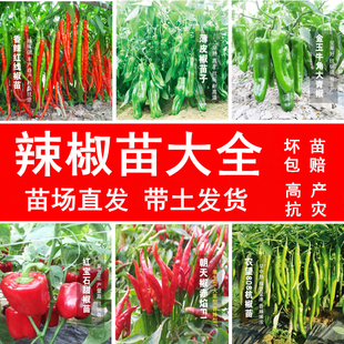 辣椒苗秧苗羊角椒青椒苗高产薄皮辣椒幼苗南方四季辣椒苗阳台盆栽