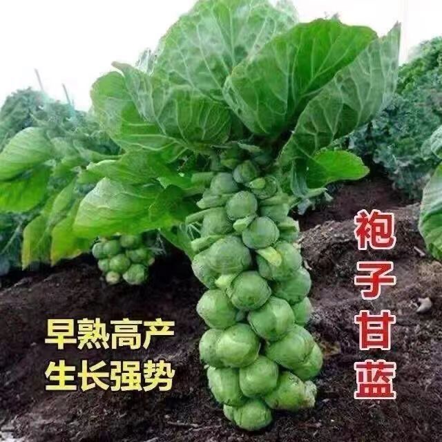 孢子甘蓝羽衣甘蓝蔬菜苗健康蔬菜