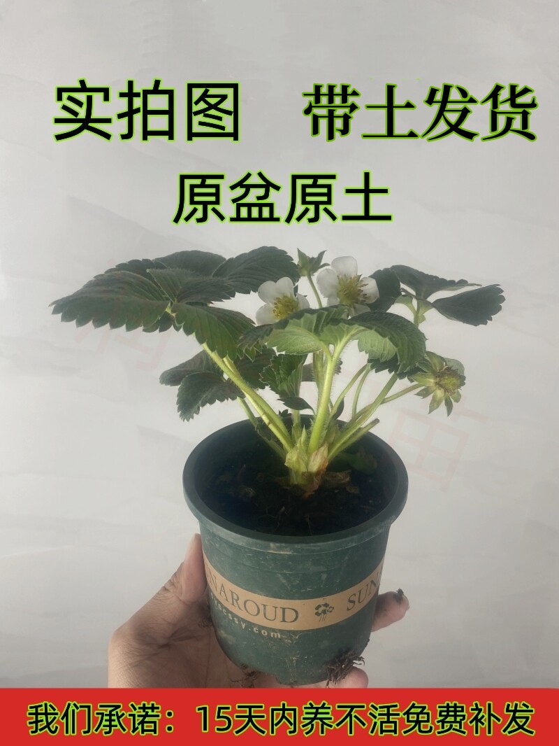 草莓苗阳台盆栽种植草莓带盆发货
