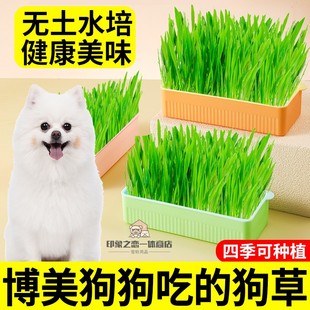 博美狗狗吃的草助消化狗草水培无土种植种子水培草零食化狗毛口臭