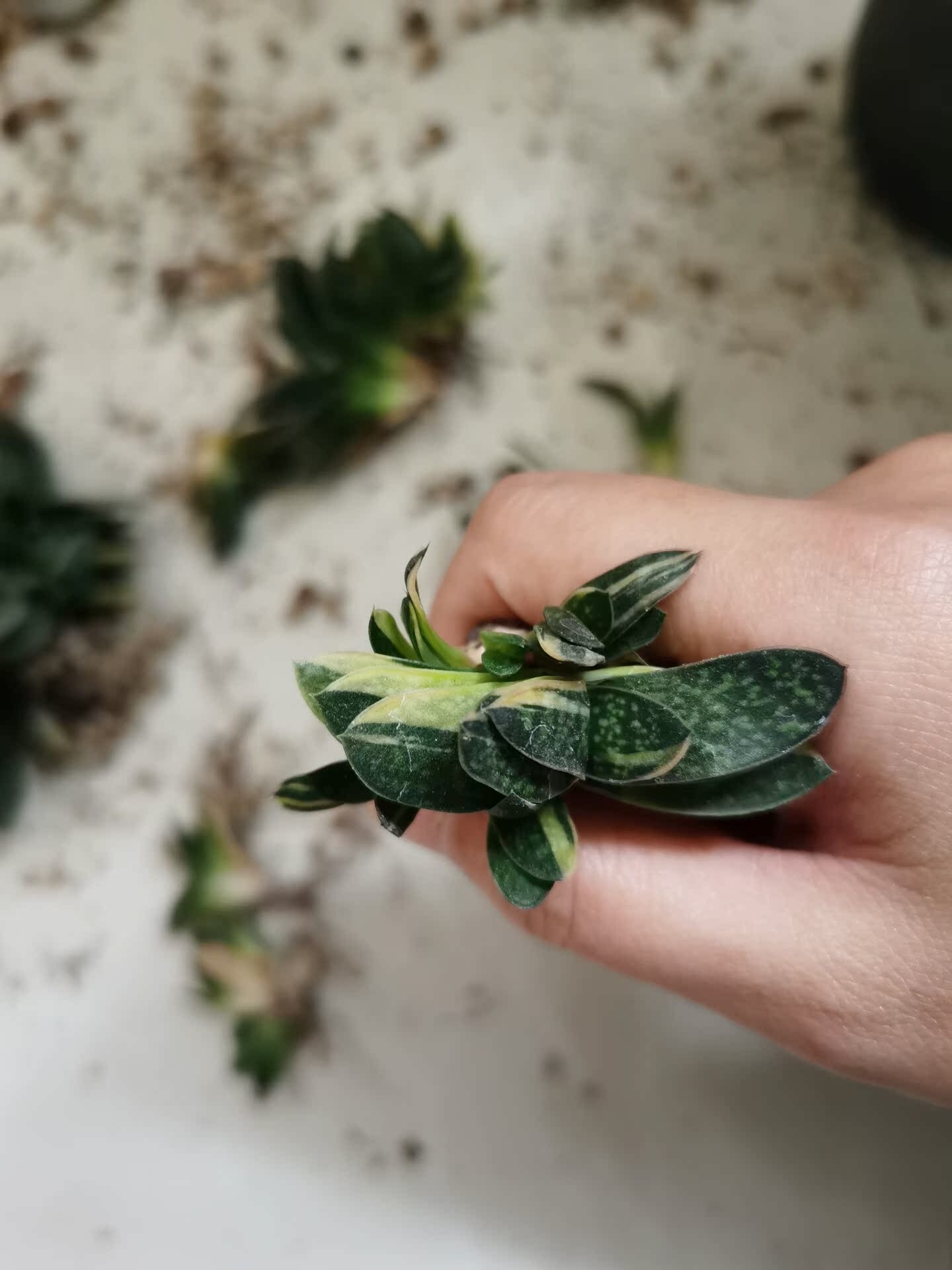 多肉植物子宝锦多少钱 多肉植物子宝锦优惠券免费领取 有条鱼 多肉植物子宝锦多少钱 多肉植物子宝锦优惠券免费领取 有条鱼