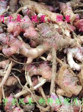 阳春特产新鲜风姜红皮嫩风姜月子姜月婆鸡汤祛湿驱寒暖宫风姜