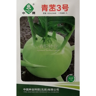中蔬青丕3号青丕蓝种子农科院早熟高产水果丕兰种籽品质优良翠绿