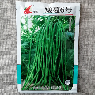 绿领矮蔓6号青条无架豇豆种子早熟抗病不搭架豆角种籽高产口感好