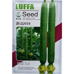 丝瓜种子 新品018 青秀丝瓜杂交一代 高产早熟 香丝瓜种子 100粒