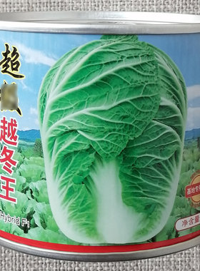 越冬一代杂交结球商品生产大白菜