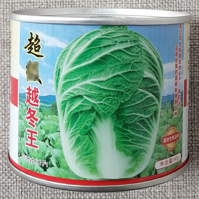 越冬一代杂交结球商品生产大白菜