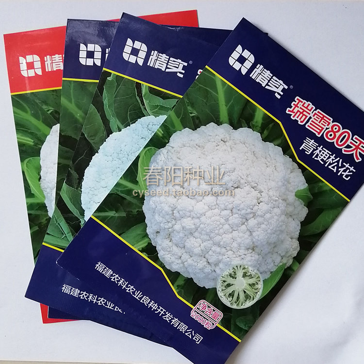 青梗高产杂交球型美观松花菜种子