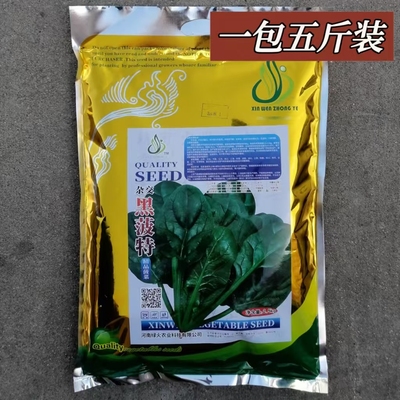 大田高产厚叶色泽浓绿菠菜种子