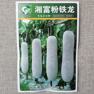 湘富粉铁龙冬瓜种子杂交粉皮炮弹形冬瓜种籽瓜腔小肉质密抗病高产