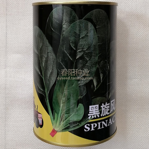 拖车头黑旋风肥厚墨绿菠菜种子