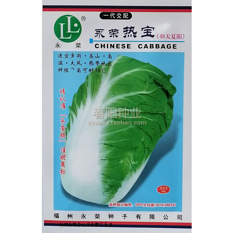 抗热大白菜种子 永荣热宝 48天夏阳白菜种籽 早熟耐高温 结球紧实