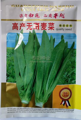 四季耐抽苔抗病强美观油麦菜种子