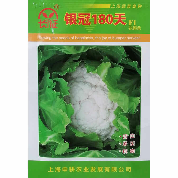 银冠180天花菜种子露地越冬耐寒