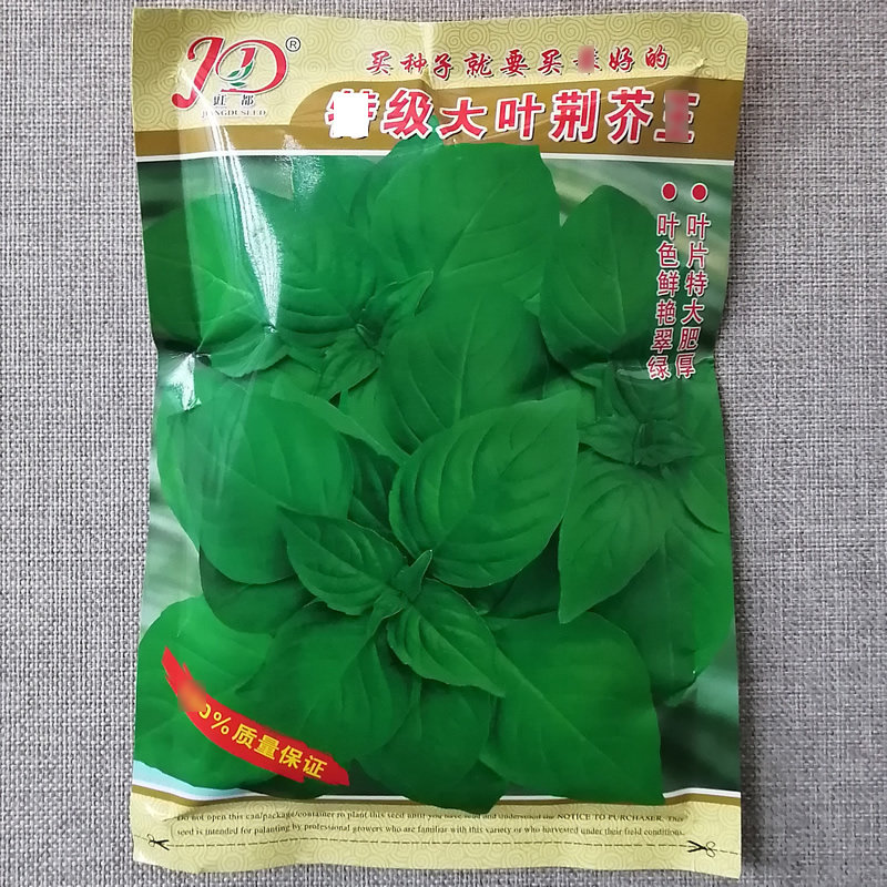 超大叶荆芥种子 香味浓郁 基地高产用 河南荆芥种子 400g装