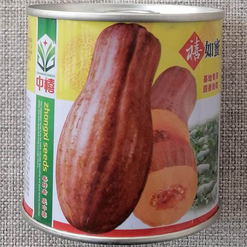中禧超甜蜜本南瓜种子橙红香甜