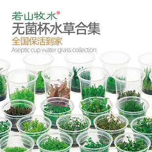 鱼缸水草无菌杯组培前景迷你牛毛日本矮珍珠辣椒榕挖耳血心兰莫斯