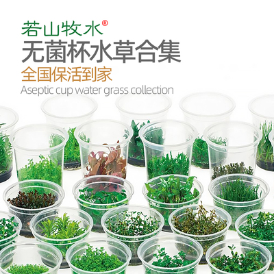 鱼缸水草无菌杯组培前景迷你牛毛日本矮珍珠辣椒榕挖耳血心兰莫斯