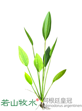 阿根廷皇冠水草出水皇冠草后景稀有古法鱼缸造景植物好养活水上叶