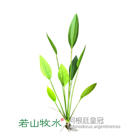 阿根廷皇冠水草出水皇冠草后景稀有古法鱼缸造景植物好养活水上叶