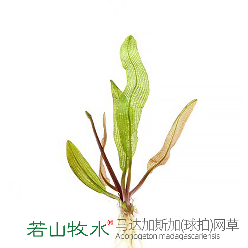 马达加斯加网草稀有皇冠水草中后景阴性淡水鱼缸造景高端进口