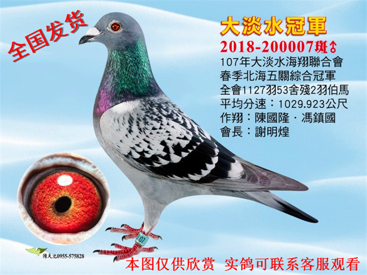 2018年正二关正三关精品台鸽·台湾原环血统鸽 活体赛鸽信鸽