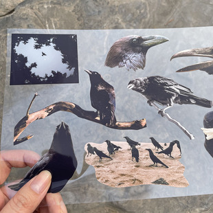 奇怪猫动物系列乌鸦手机mac电脑吧唧手帐滑板书本装 饰贴纸