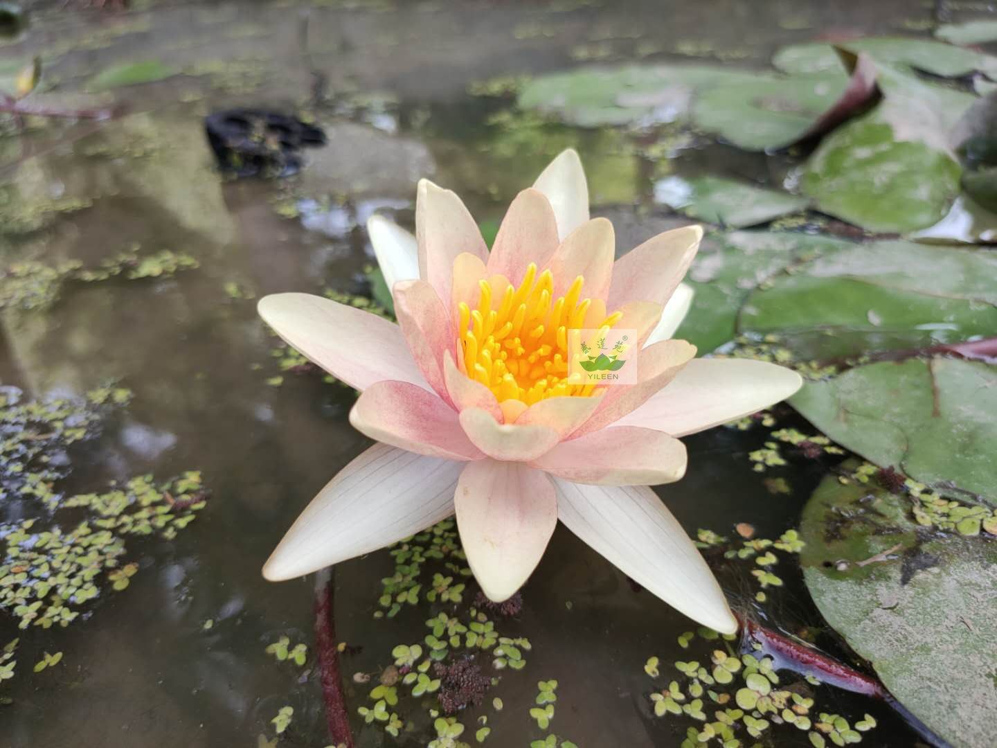 水生植物南京艺莲苑小型耐寒睡莲根茎【保尔哈利特】橙色丰花